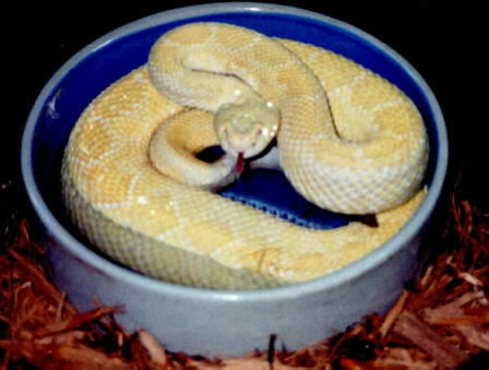 Male Albino Western 4.jpg [28 Kb]